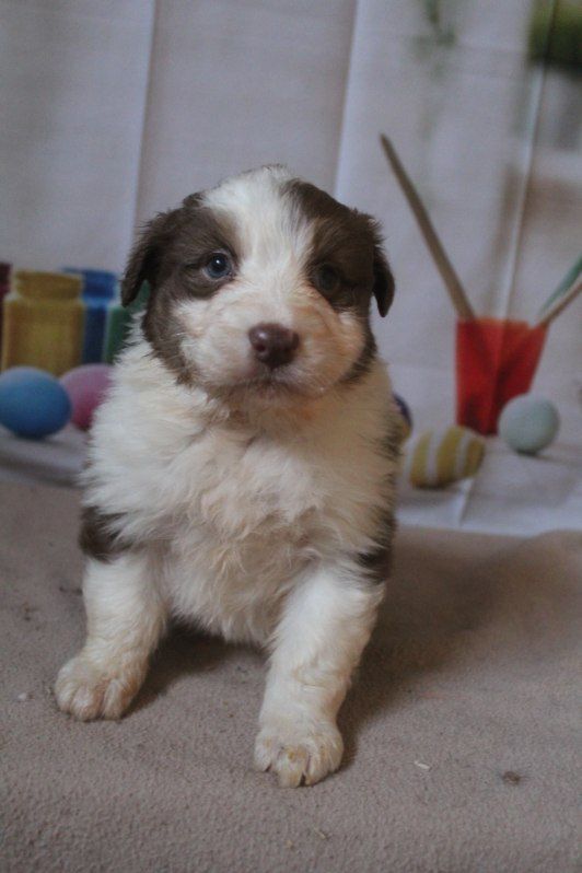 De La Combe Grande - Chiot disponible  - Berger Australien