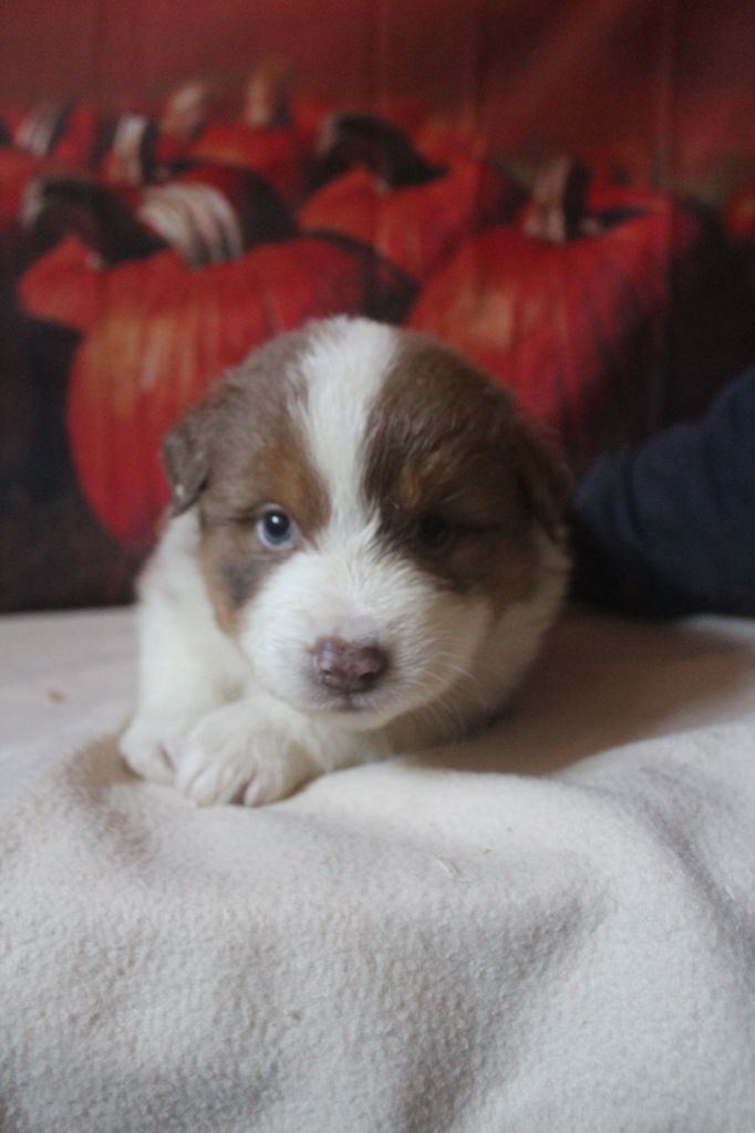 De La Combe Grande - Chiot disponible  - Berger Australien