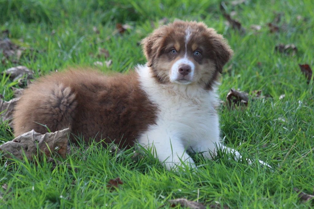 De La Combe Grande - Chiot disponible  - Berger Australien