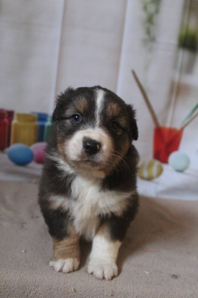 De La Combe Grande - Chiot disponible  - Berger Australien