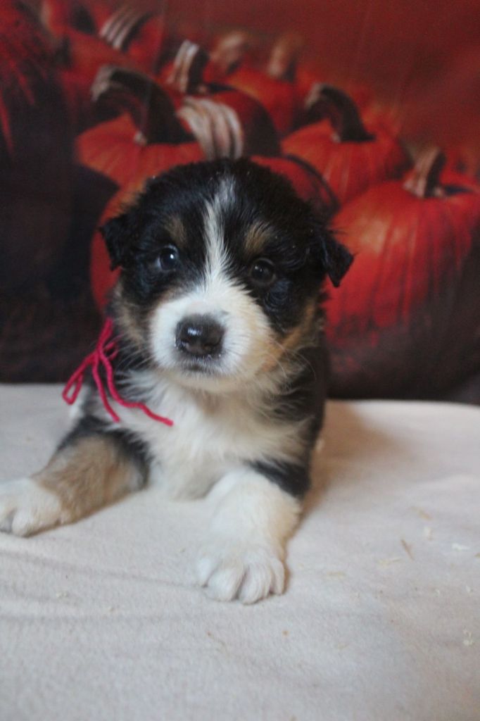 De La Combe Grande - Chiot disponible  - Berger Australien