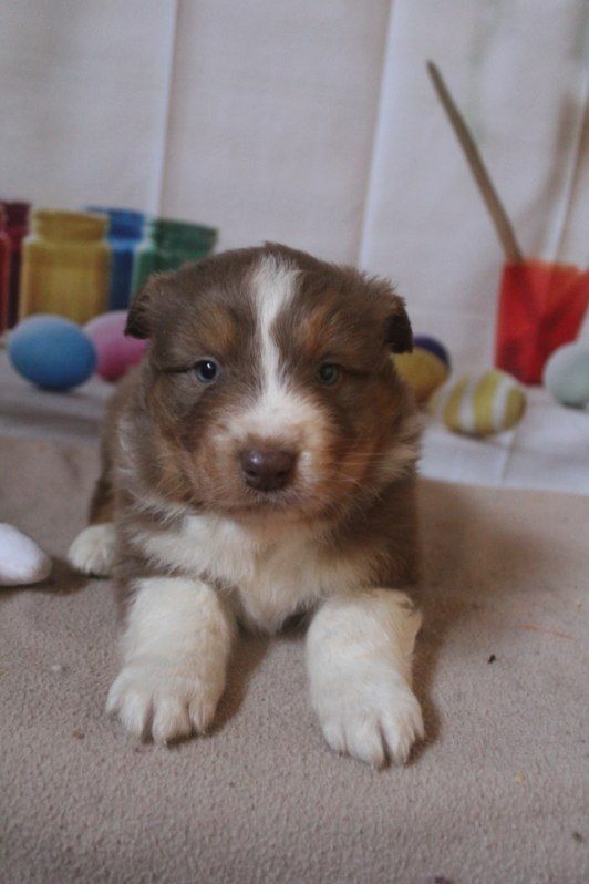 De La Combe Grande - Chiot disponible  - Berger Australien