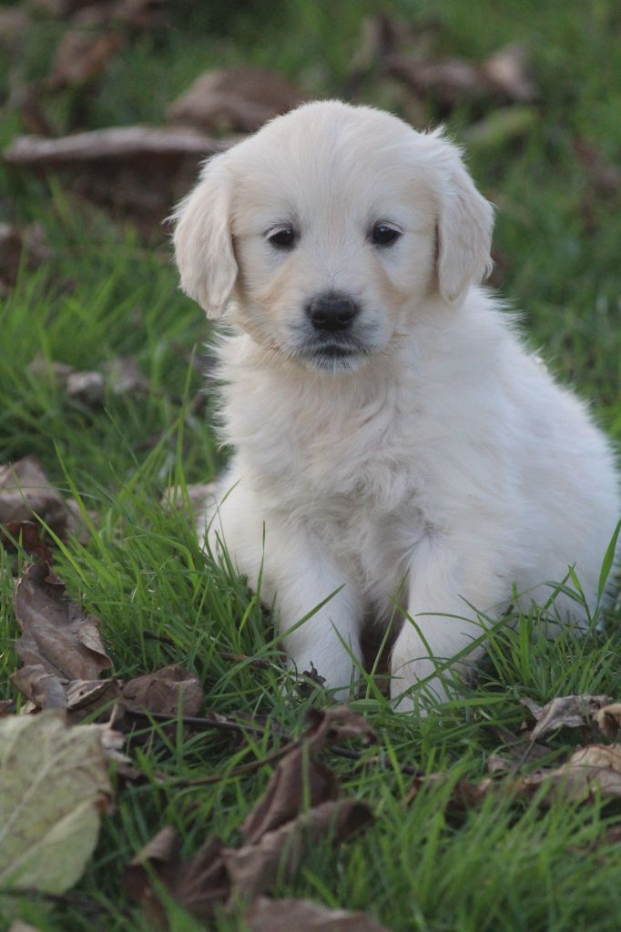 De La Combe Grande - Chiot disponible  - Golden Retriever