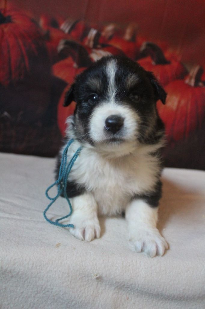 De La Combe Grande - Chiot disponible  - Berger Australien