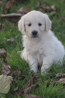 De La Combe Grande - Golden Retriever - Portée née le 20/09/2024