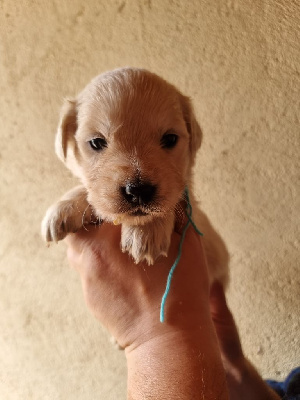 CHIOT collier bleu