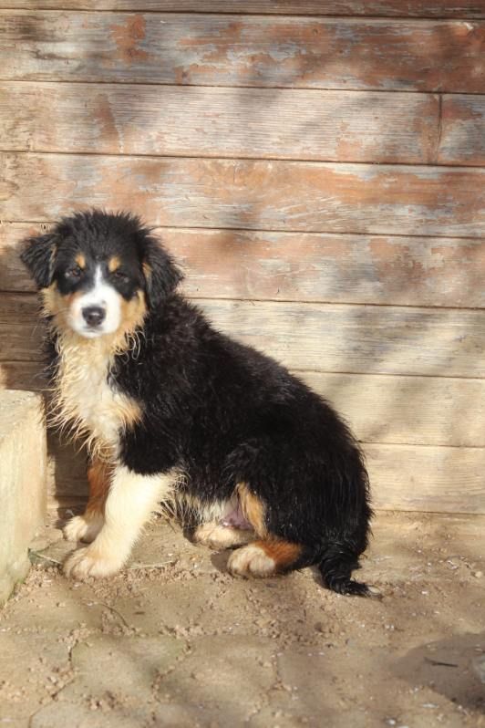 De La Combe Grande - Chiot disponible  - Berger Australien