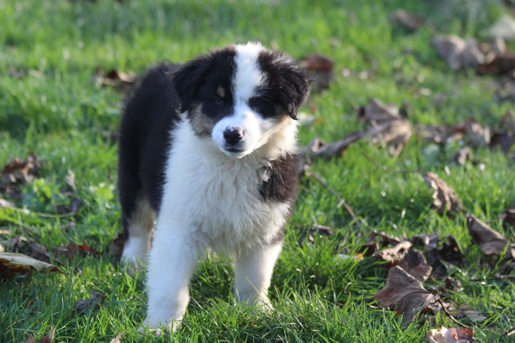 De La Combe Grande - Chiot disponible  - Berger Australien