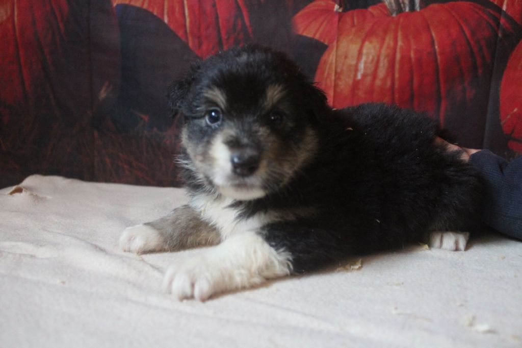 De La Combe Grande - Chiot disponible  - Berger Australien