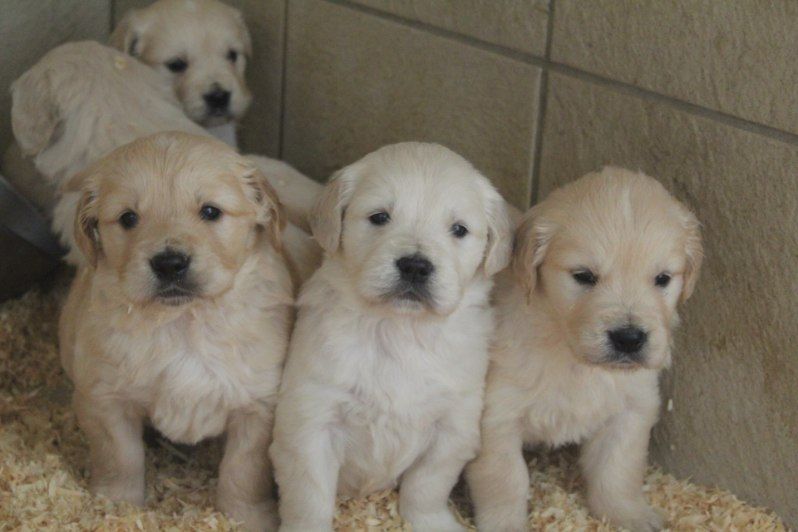 chiot Golden Retriever De La Combe Grande