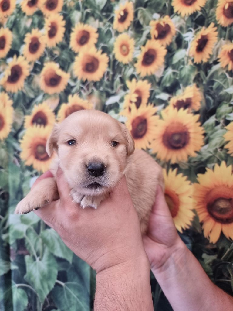 De La Combe Grande - Chiots disponibles - Golden Retriever