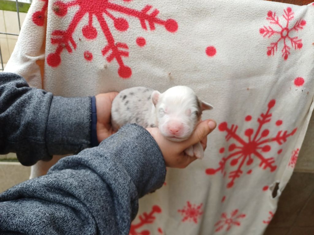 De La Combe Grande - Chiots disponibles - Berger Australien