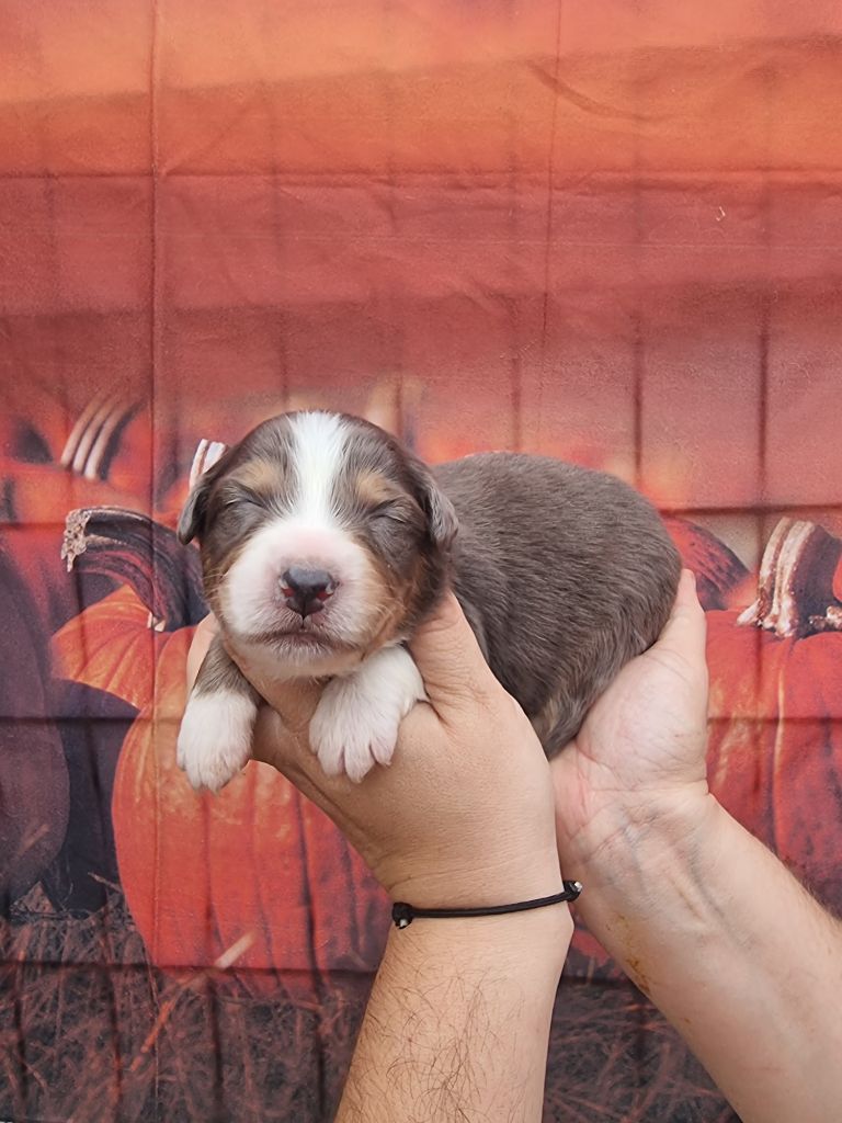 De La Combe Grande - Chiots disponibles - Berger Australien