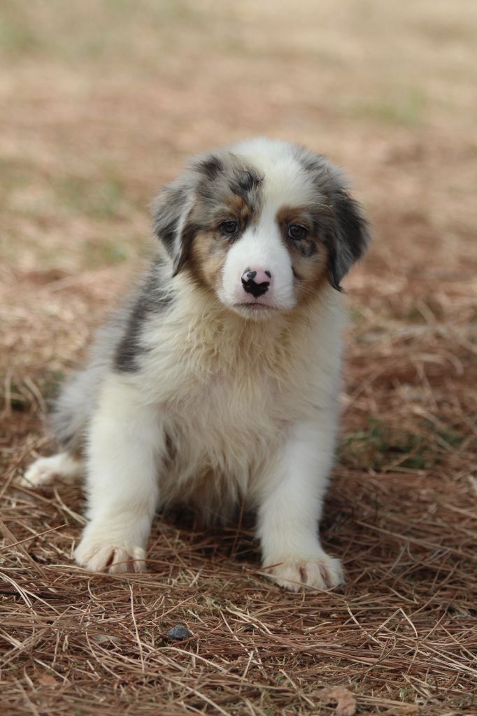 De La Combe Grande - Chiots disponibles - Berger Australien
