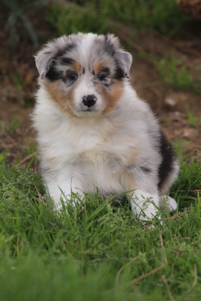 De La Combe Grande - Chiots disponibles - Berger Australien