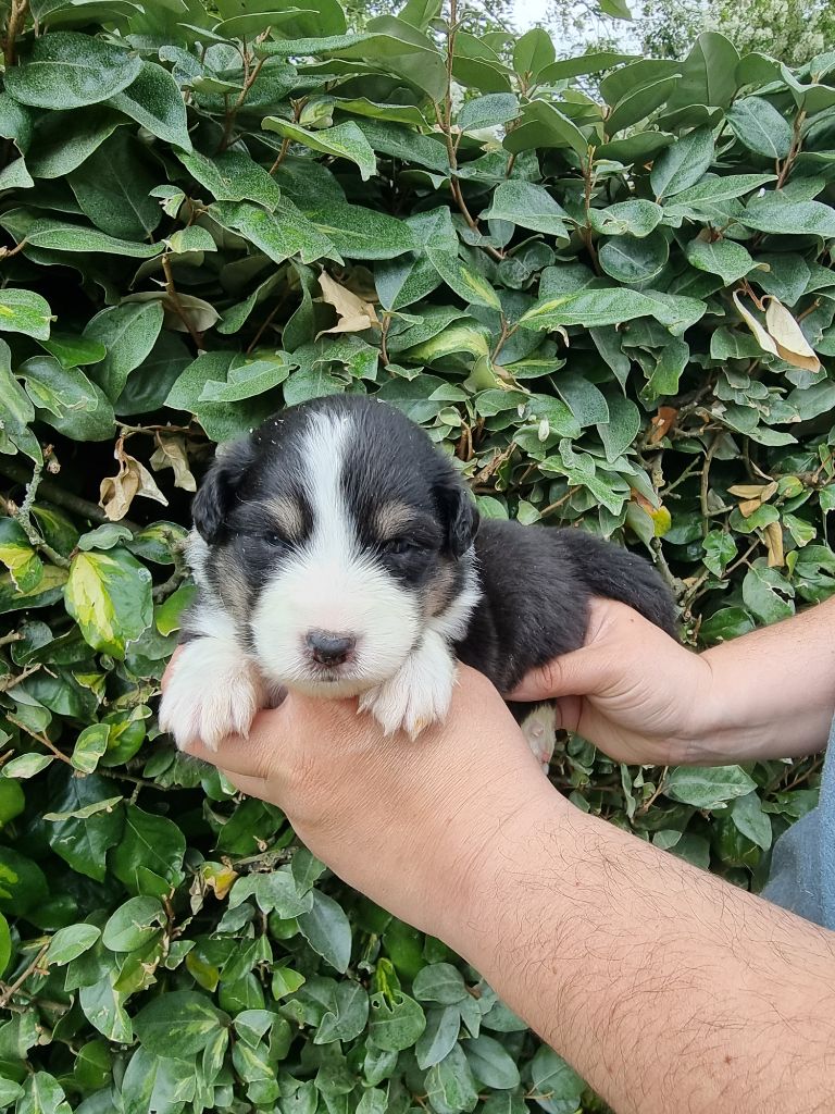 De La Combe Grande - Chiots disponibles - Berger Australien