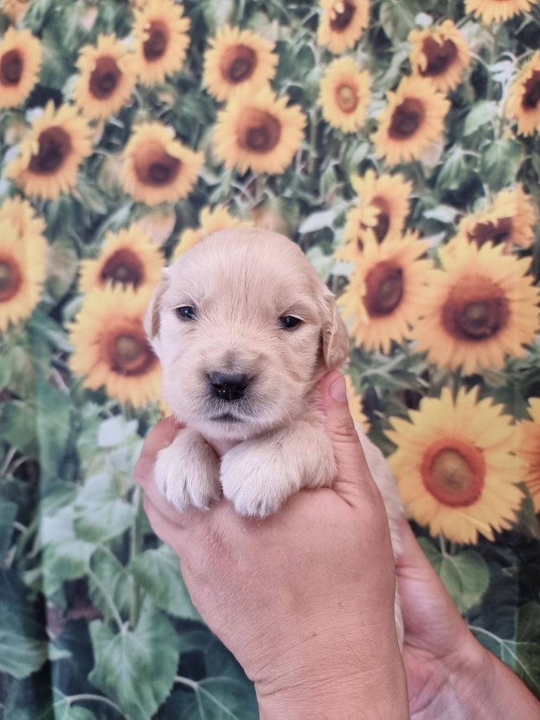 De La Combe Grande - Chiots disponibles - Golden Retriever