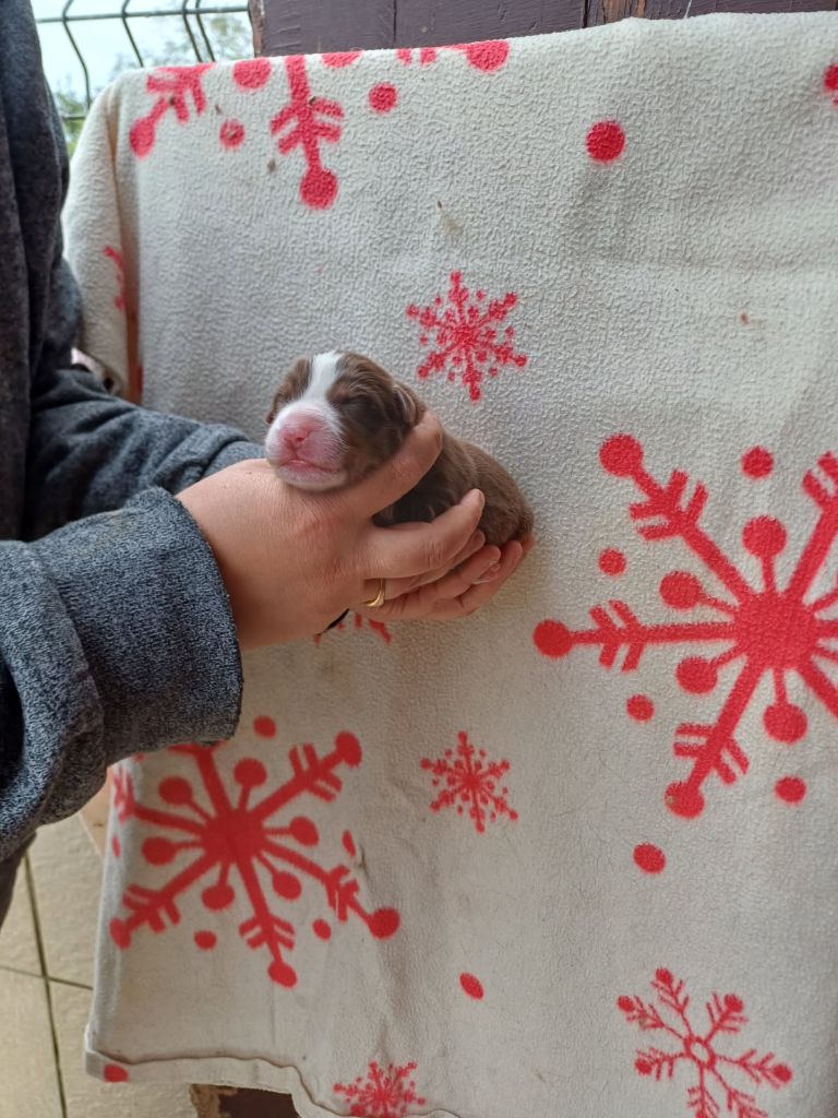 De La Combe Grande - Chiots disponibles - Berger Australien