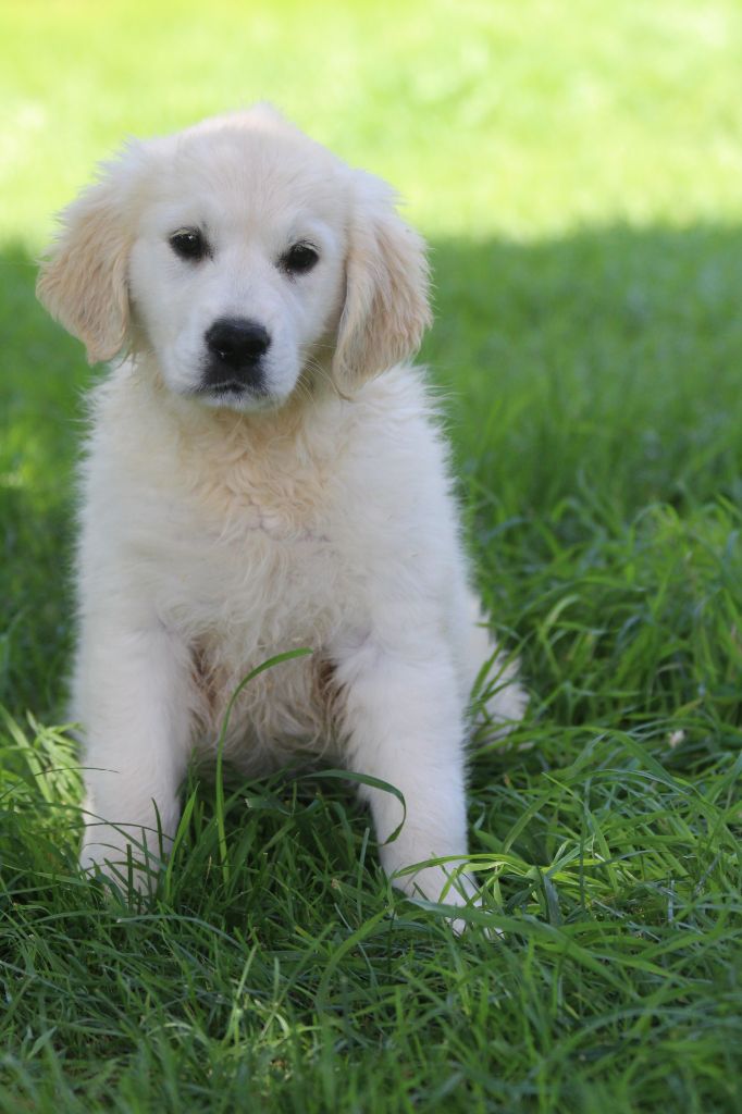 De La Combe Grande - Chiots disponibles - Golden Retriever