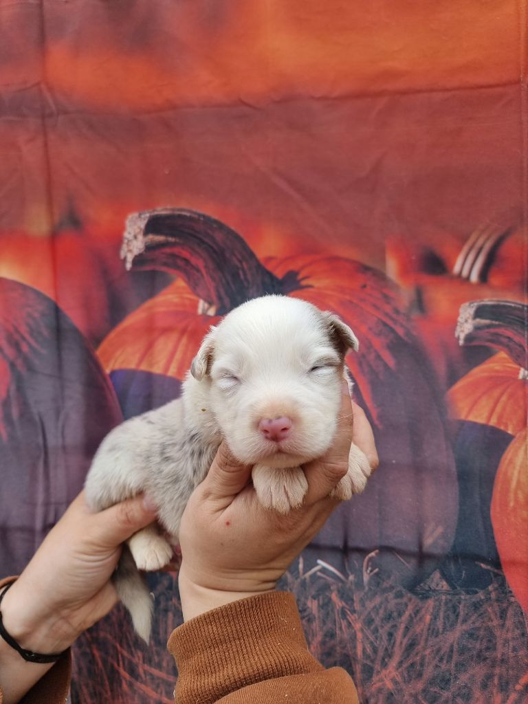 De La Combe Grande - Chiots disponibles - Berger Australien