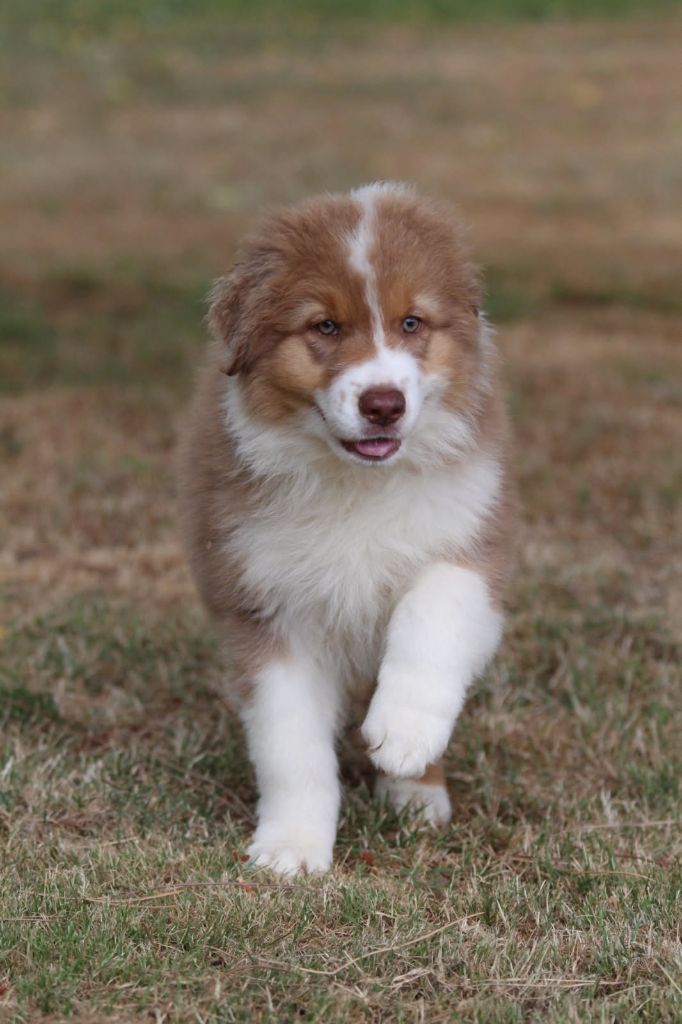 De La Combe Grande - Chiots disponibles - Berger Australien