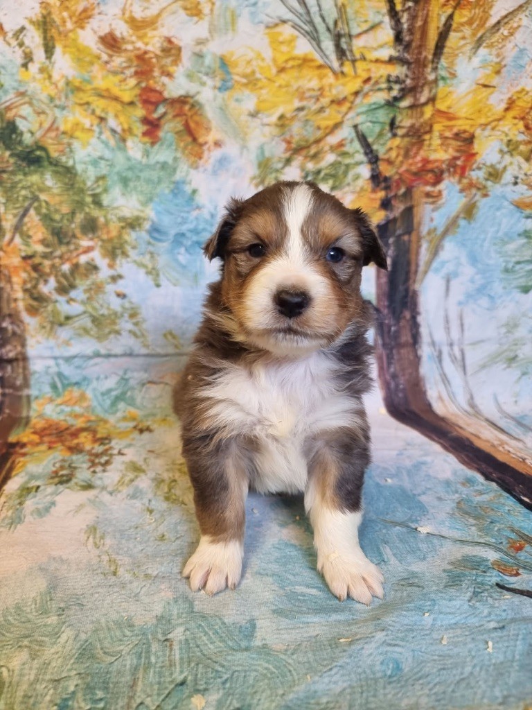 De La Combe Grande - Chiots disponibles - Berger Australien