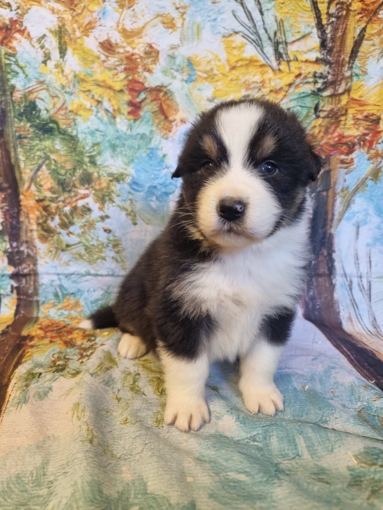 De La Combe Grande - Chiots disponibles - Berger Australien