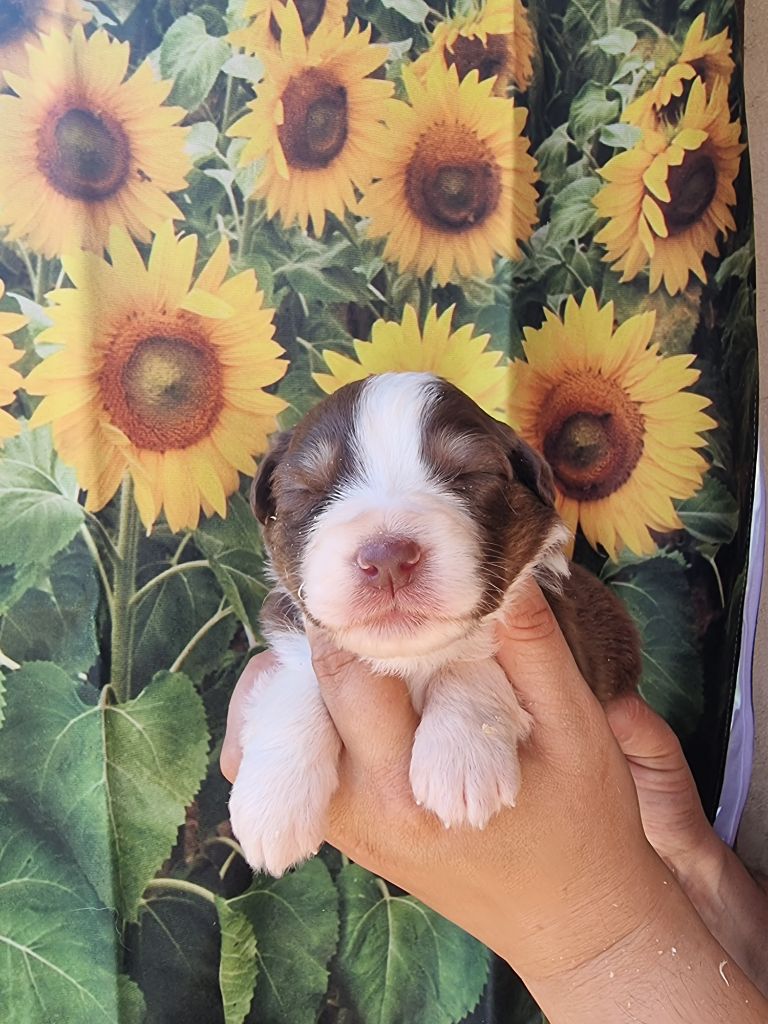 De La Combe Grande - Chiots disponibles - Berger Australien