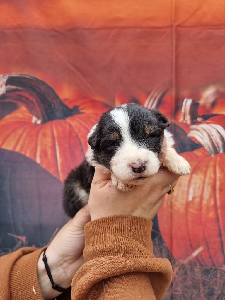 De La Combe Grande - Chiots disponibles - Berger Australien