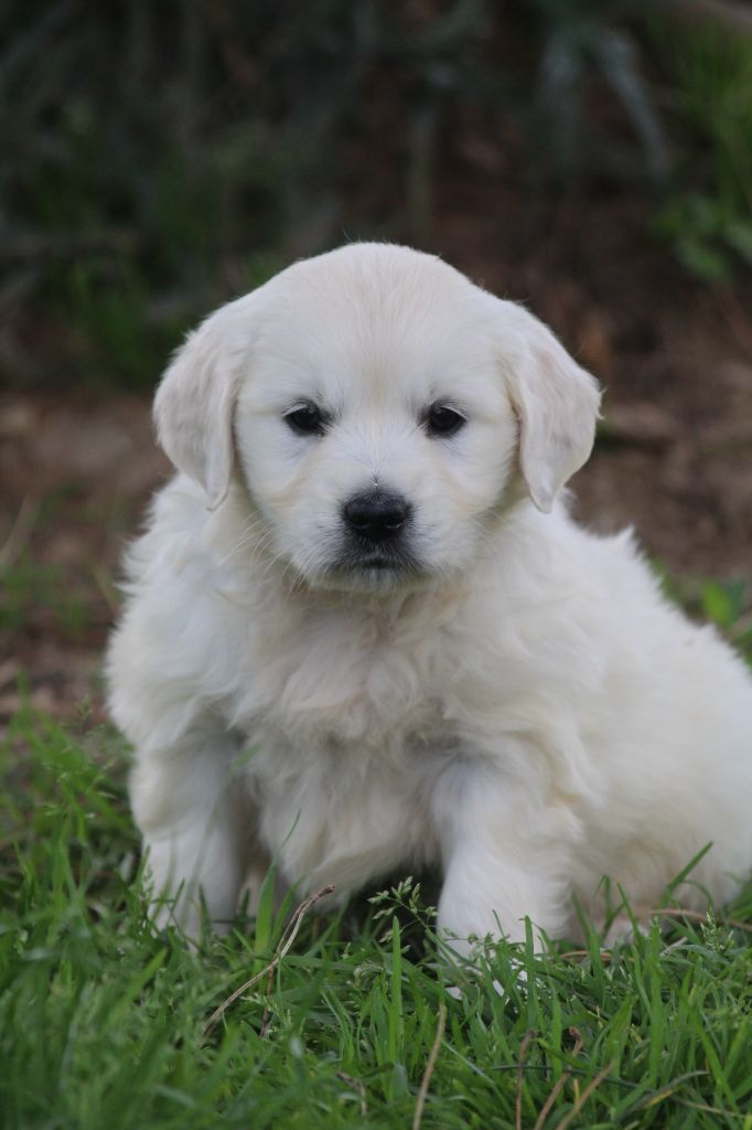 De La Combe Grande - Chiots disponibles - Golden Retriever