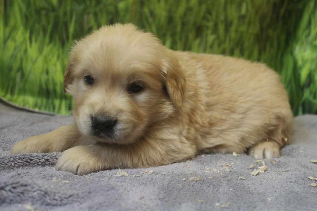 De La Combe Grande - Chiots disponibles - Golden Retriever