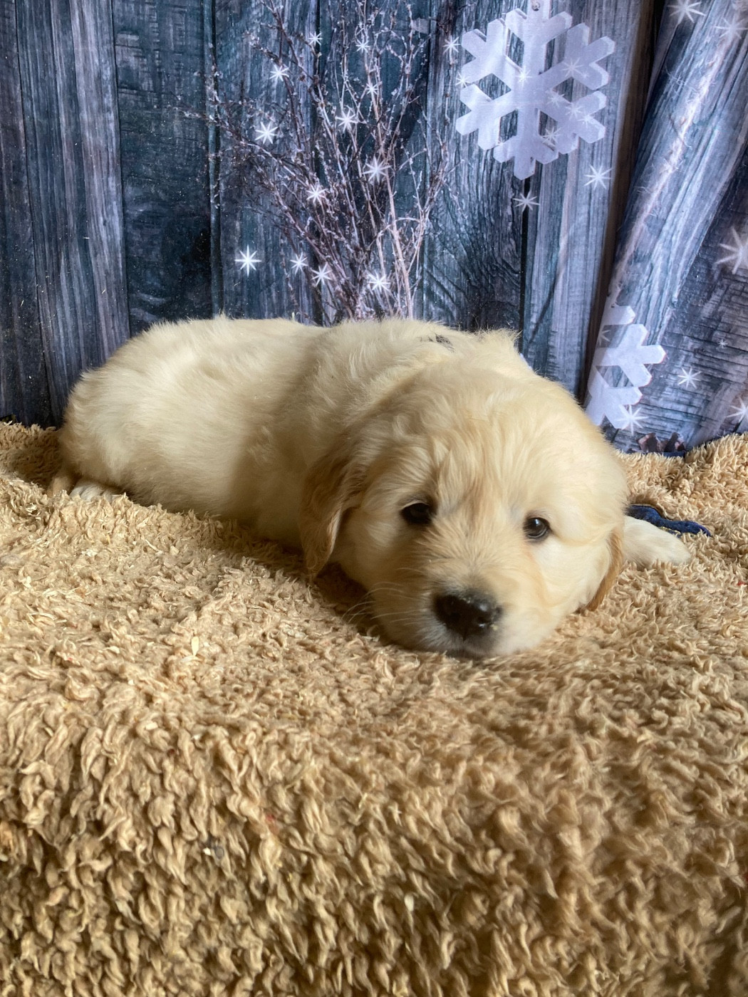 De La Combe Grande - Chiots disponibles - Golden Retriever
