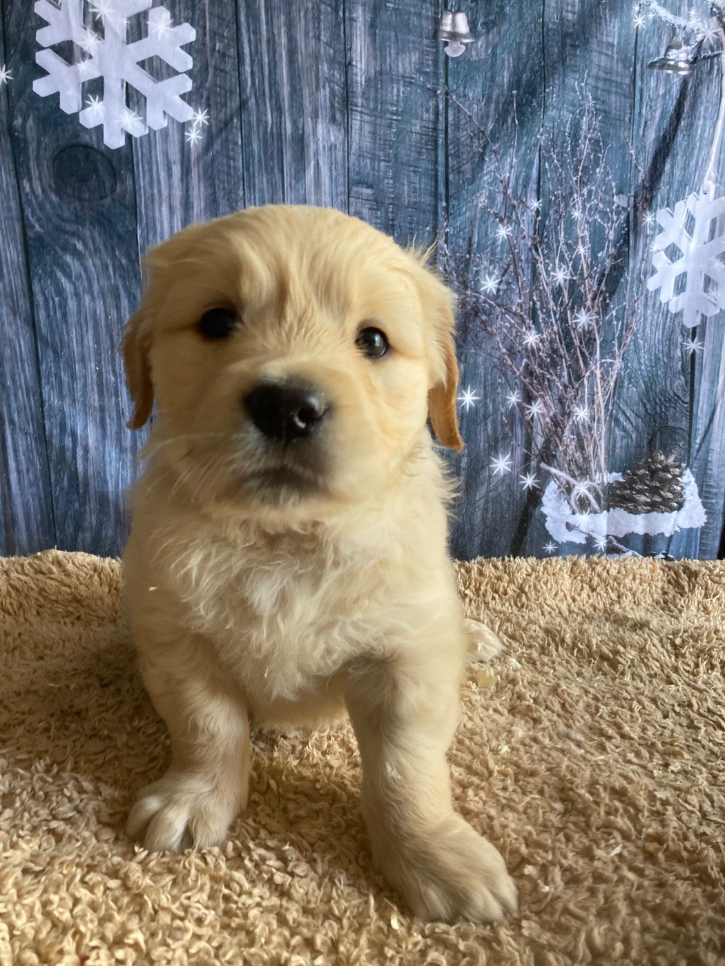 De La Combe Grande - Golden Retriever - Portée née le 21/10/2025