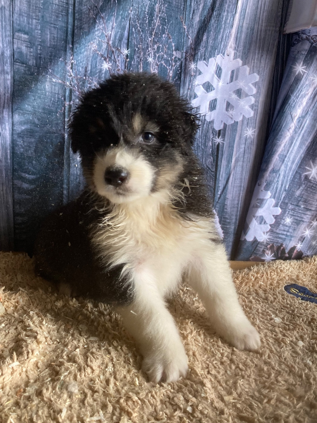 De La Combe Grande - Chiots disponibles - Berger Australien