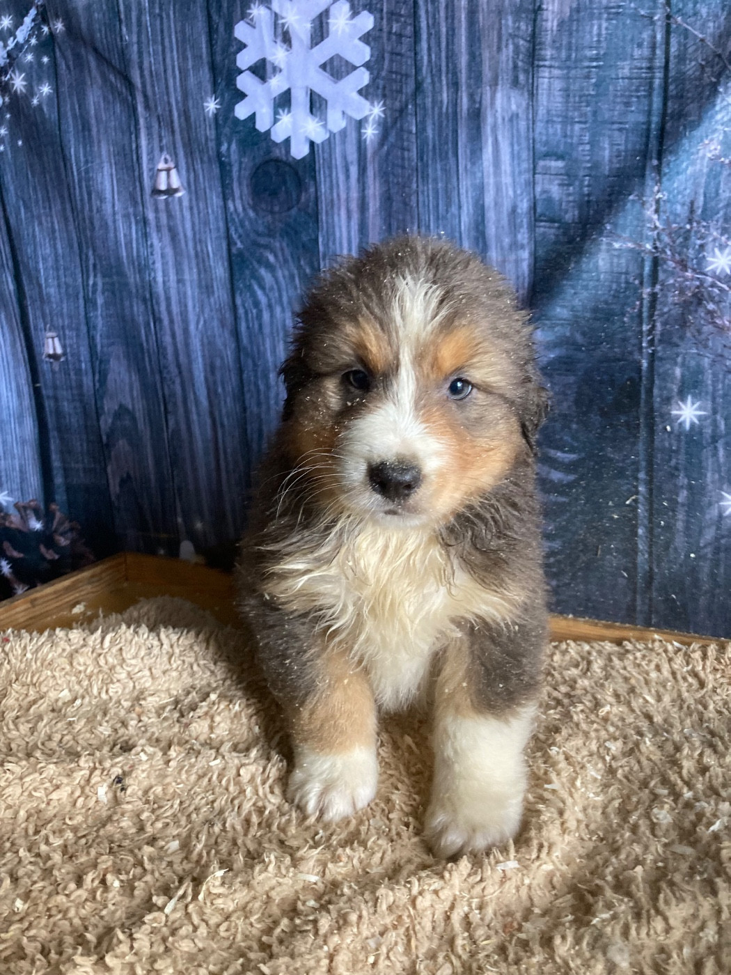 De La Combe Grande - Chiots disponibles - Berger Australien