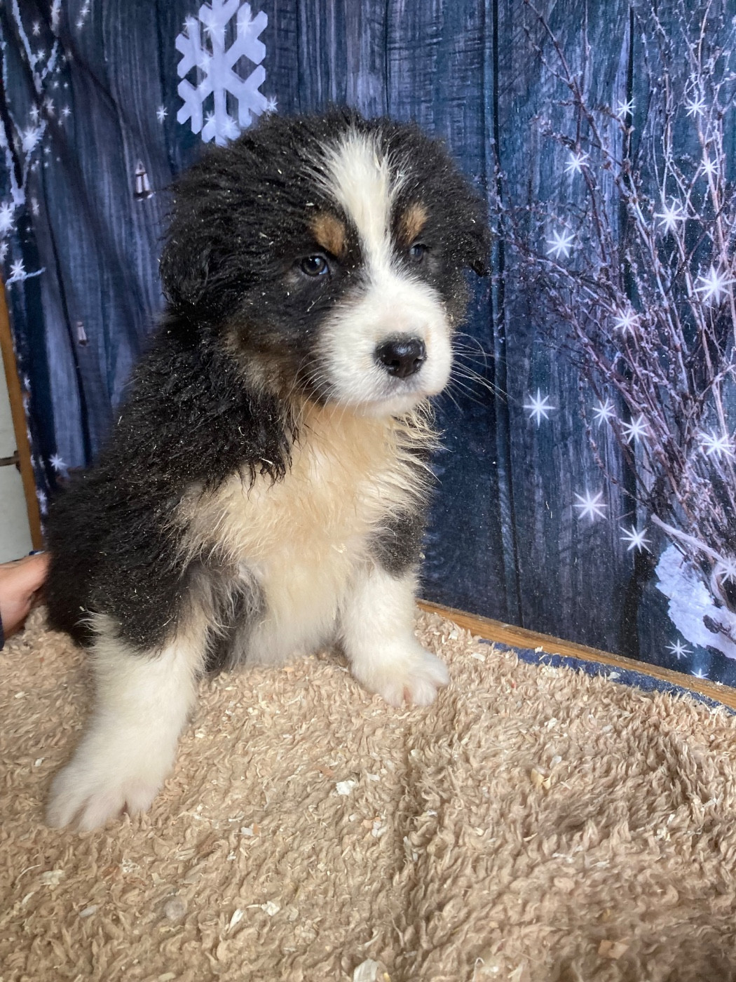 De La Combe Grande - Chiots disponibles - Berger Australien