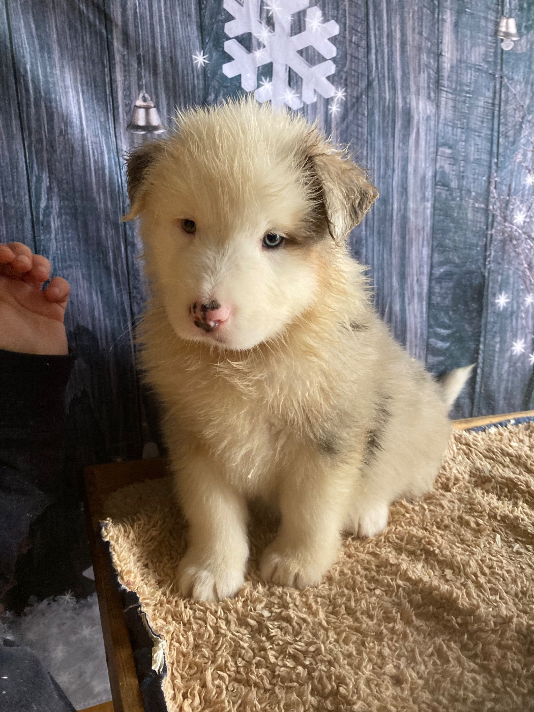 De La Combe Grande - Chiots disponibles - Berger Australien