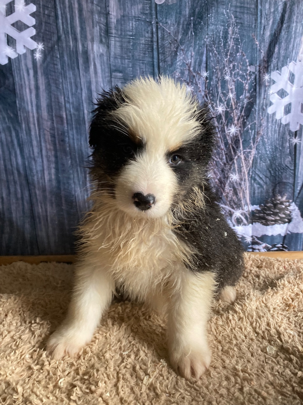 De La Combe Grande - Chiots disponibles - Berger Australien