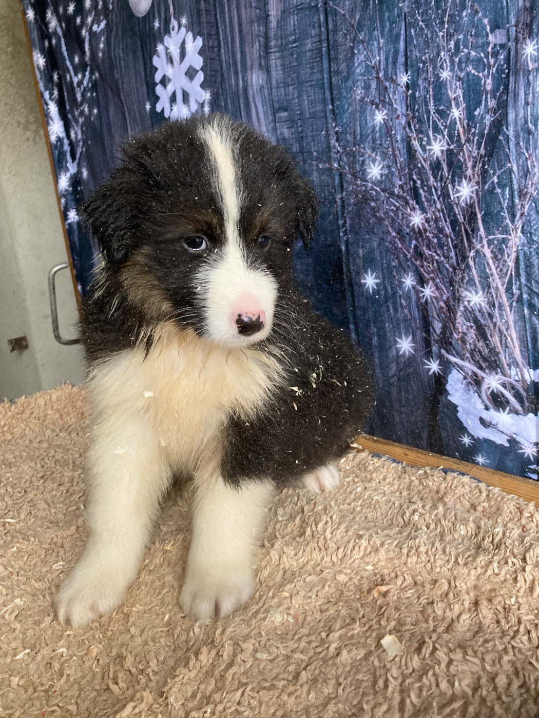 De La Combe Grande - Chiots disponibles - Berger Australien