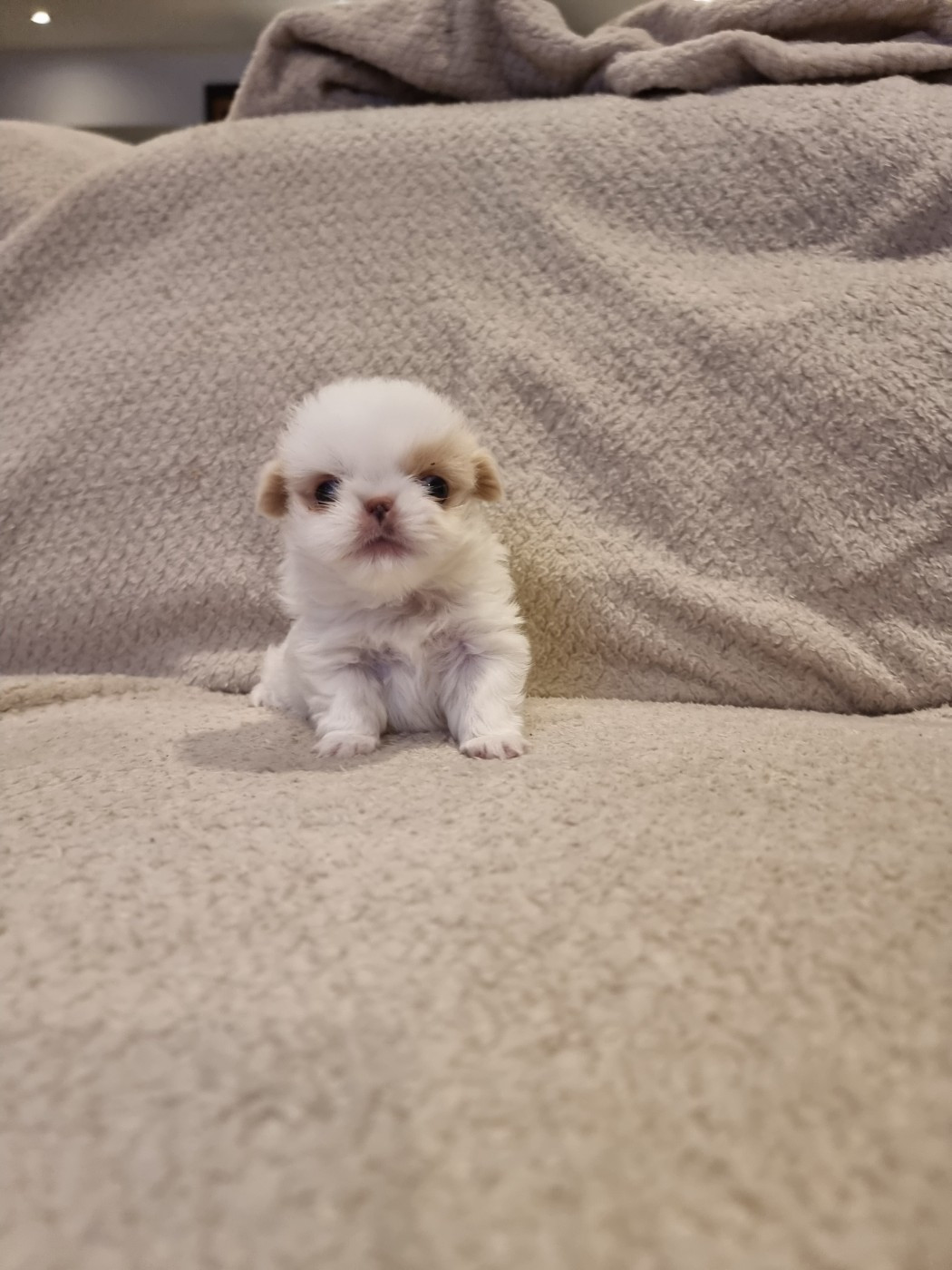 De La Combe Grande - Chiots disponibles - Epagneul Japonais