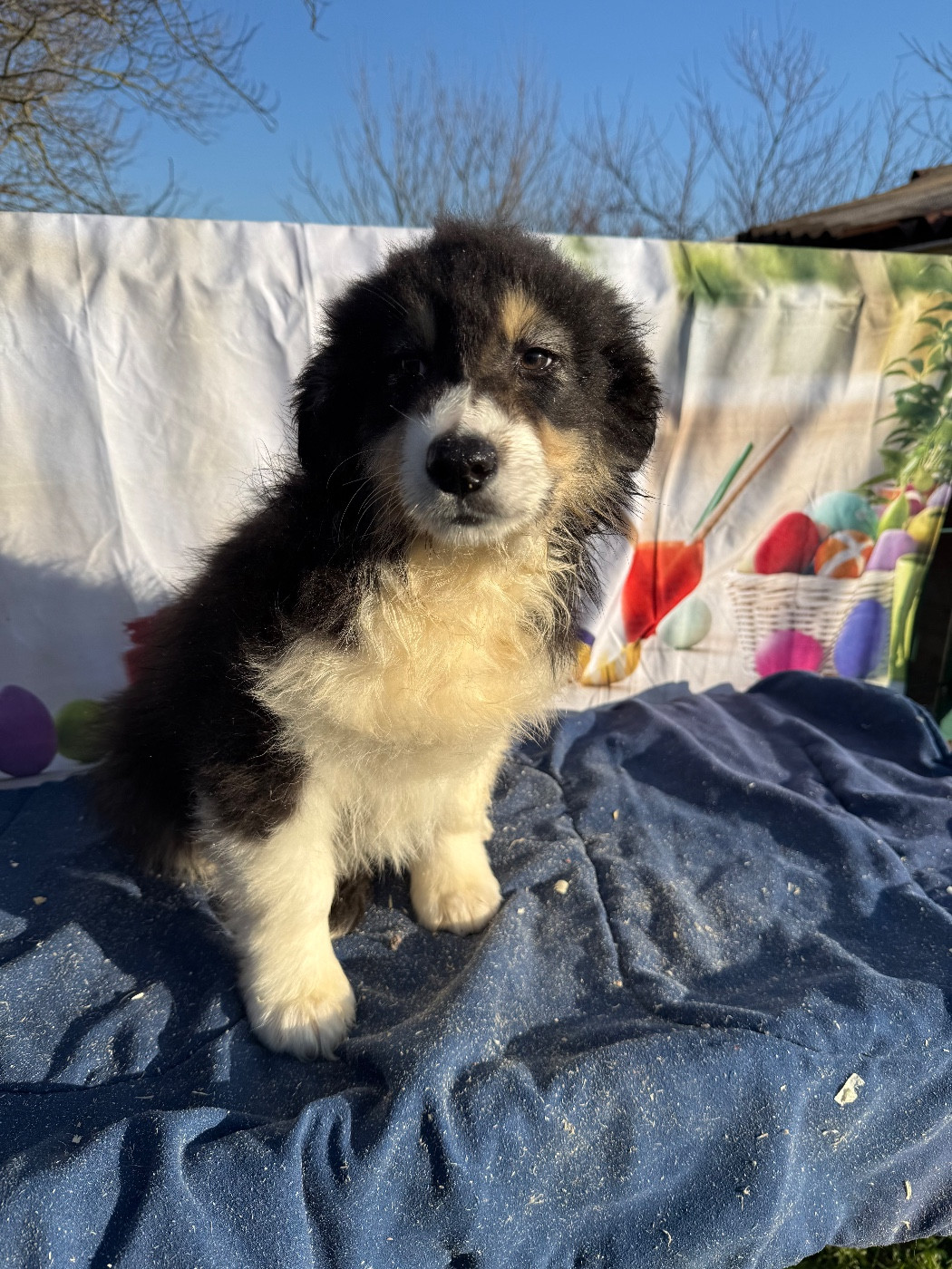 De La Combe Grande - Chiots disponibles - Berger Australien