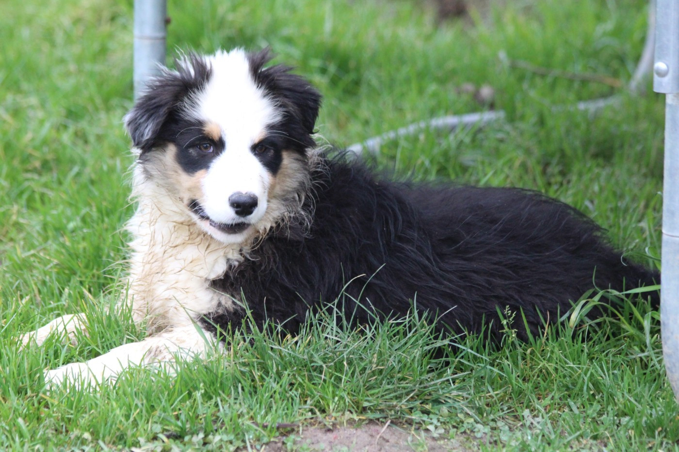 De La Combe Grande - Chiots disponibles - Berger Australien