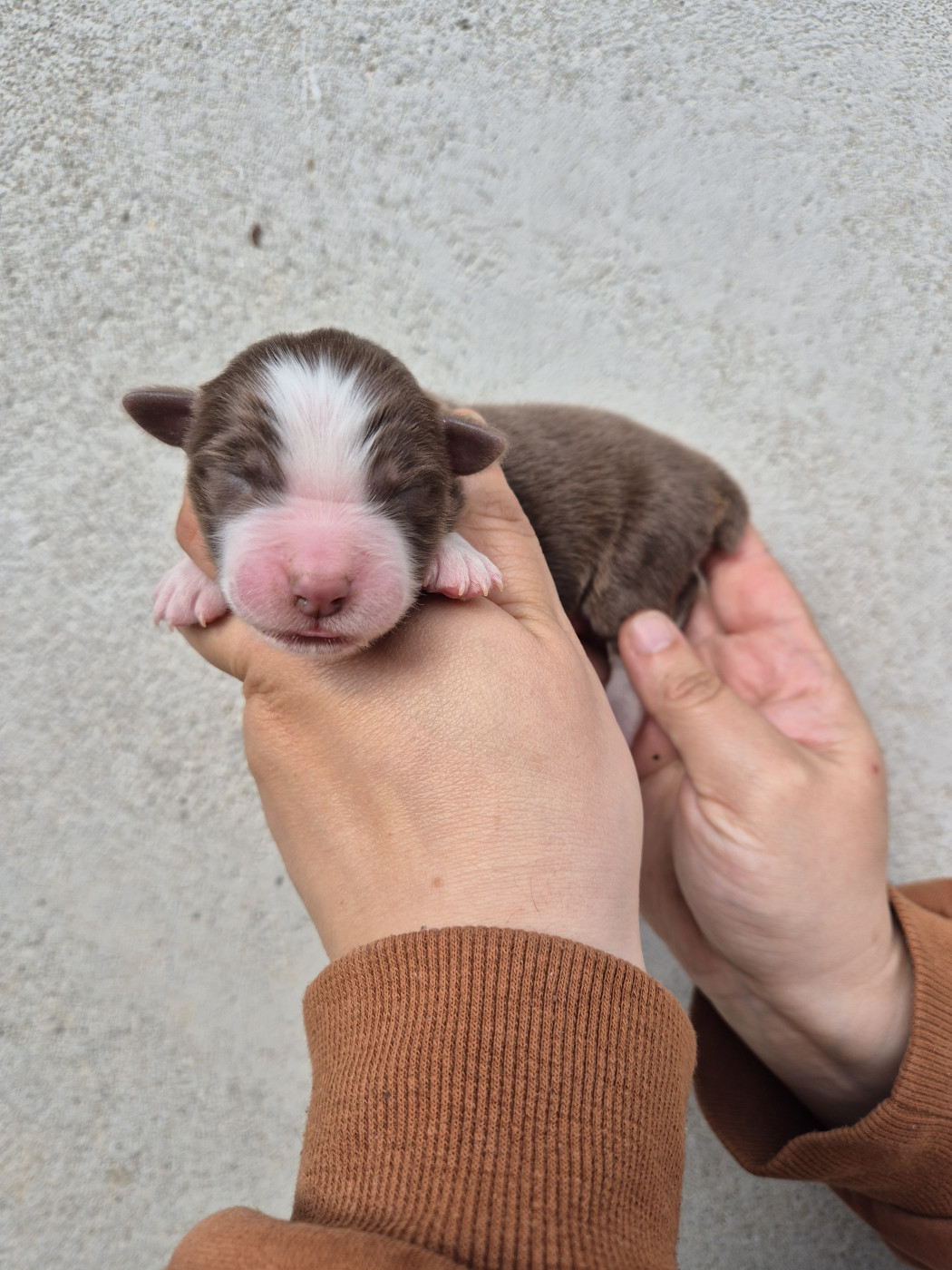 De La Combe Grande - Chiots disponibles - Berger Australien