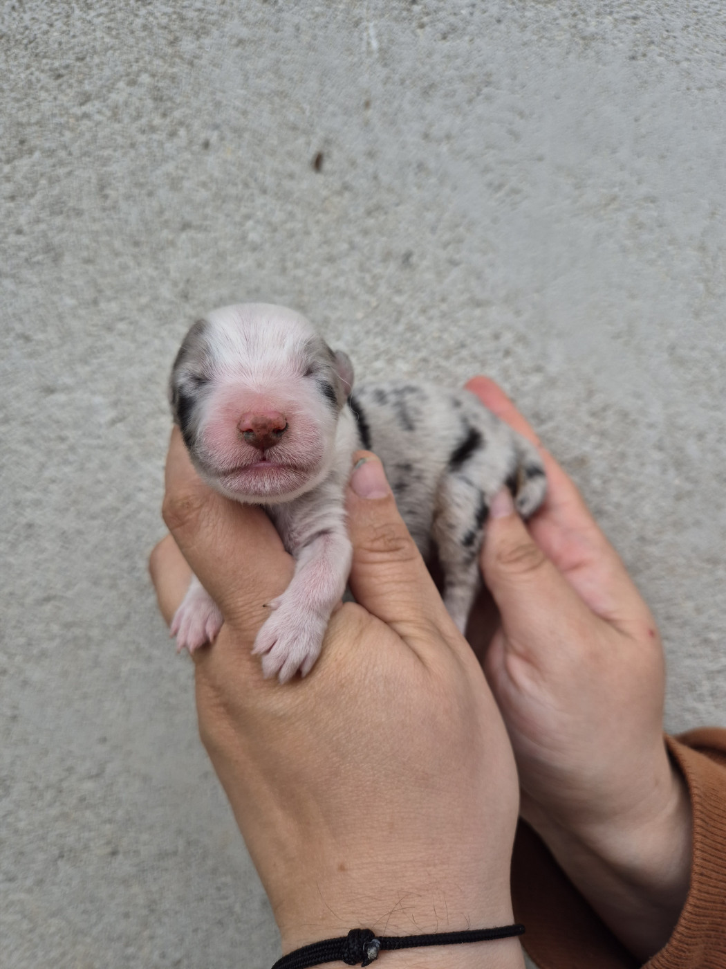De La Combe Grande - Chiots disponibles - Berger Australien