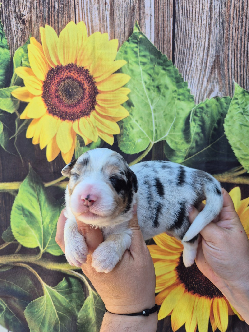 De La Combe Grande - Chiots disponibles - Berger Australien