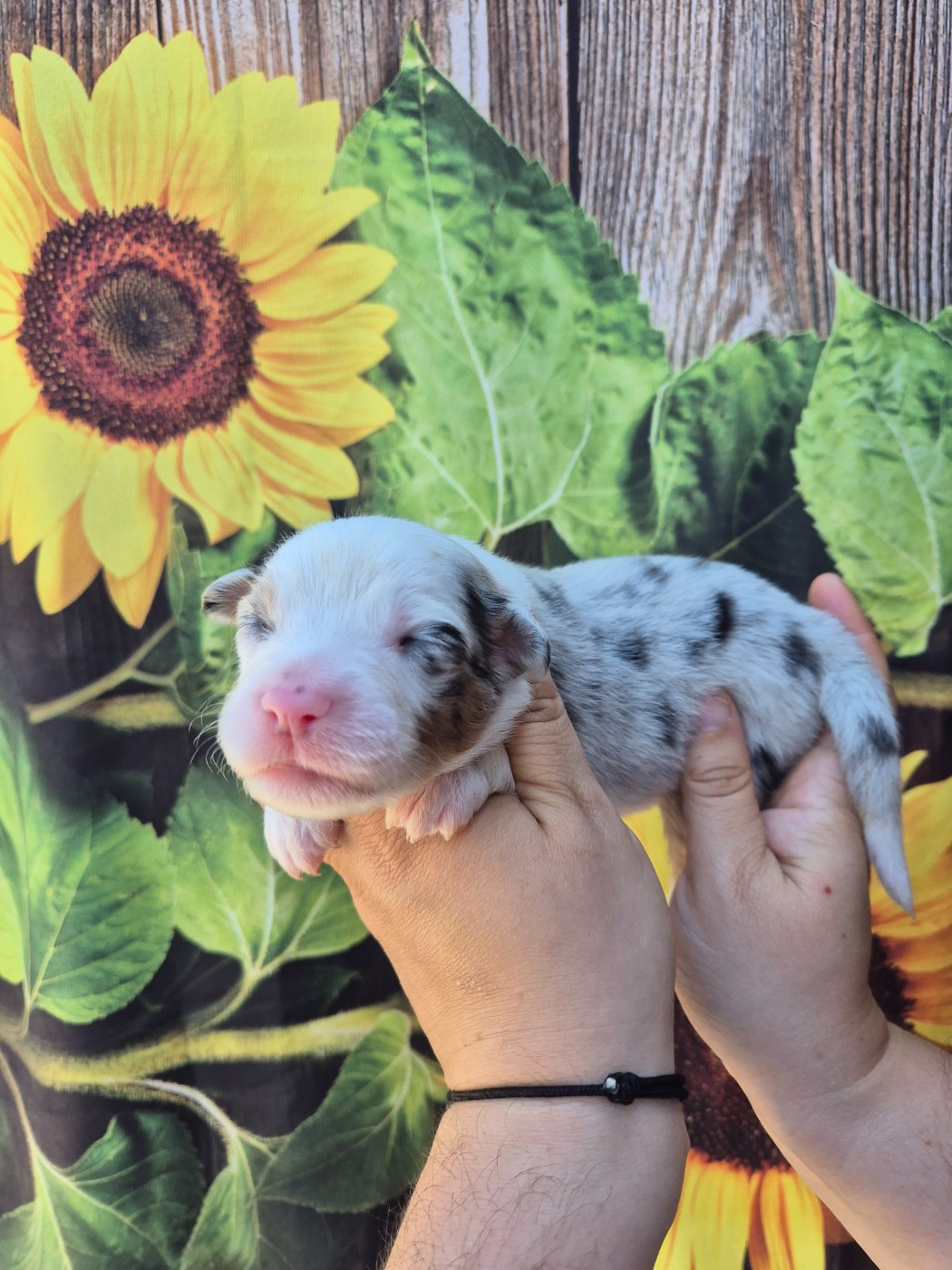 De La Combe Grande - Chiots disponibles - Berger Australien