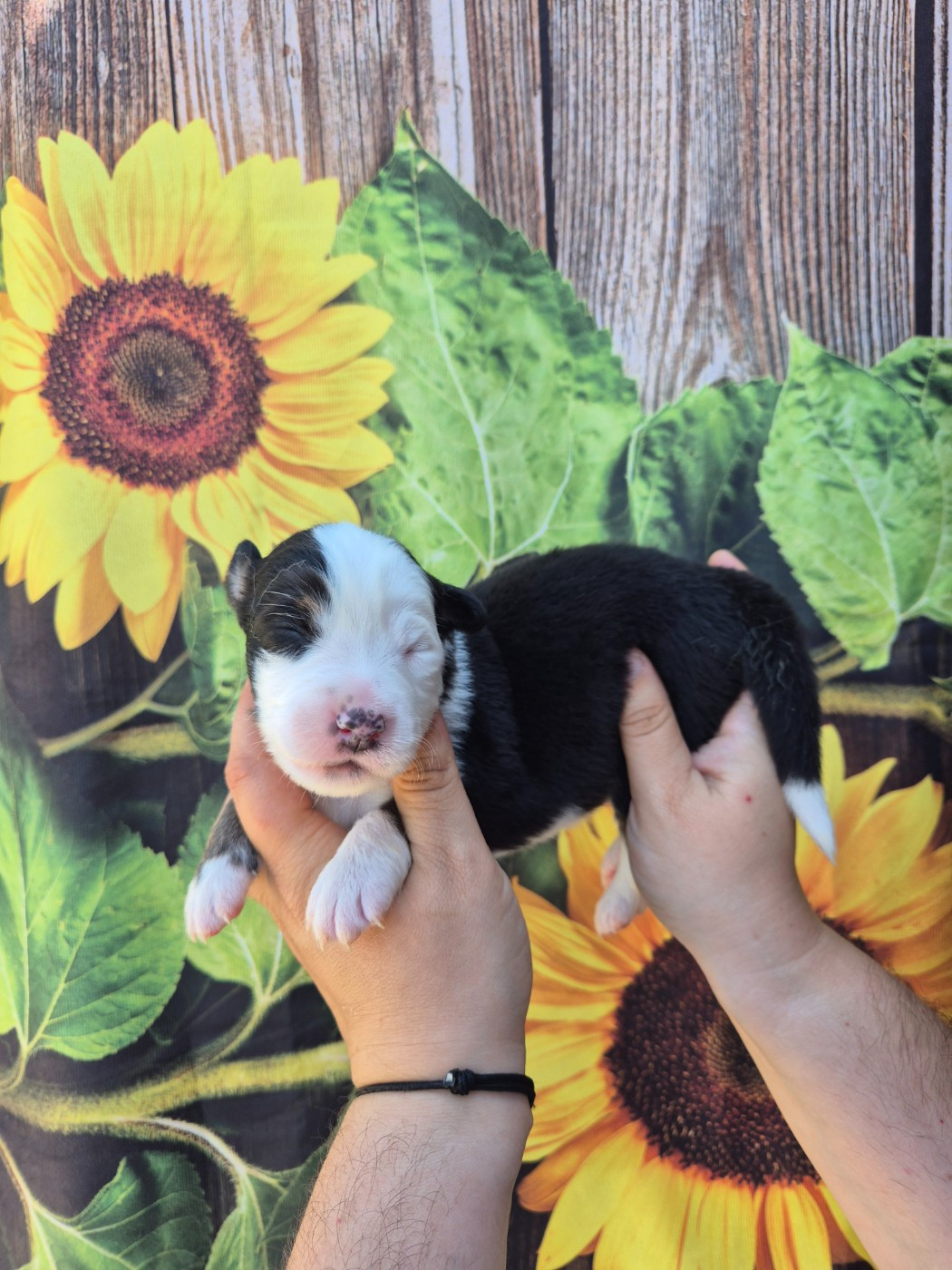 De La Combe Grande - Chiots disponibles - Berger Australien