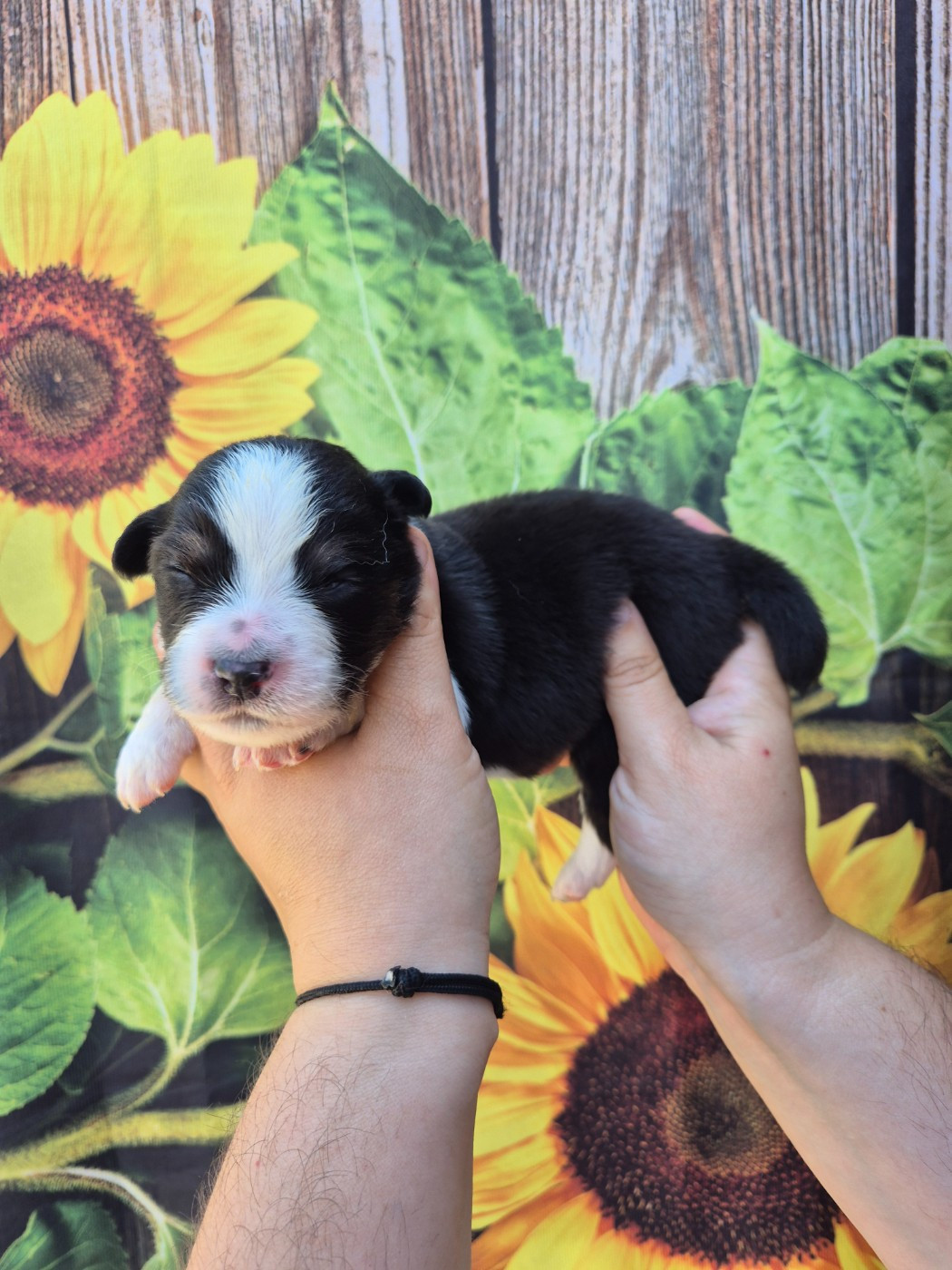 De La Combe Grande - Chiots disponibles - Berger Australien