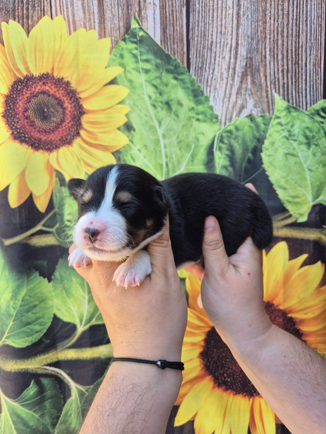 De La Combe Grande - Chiots disponibles - Berger Australien