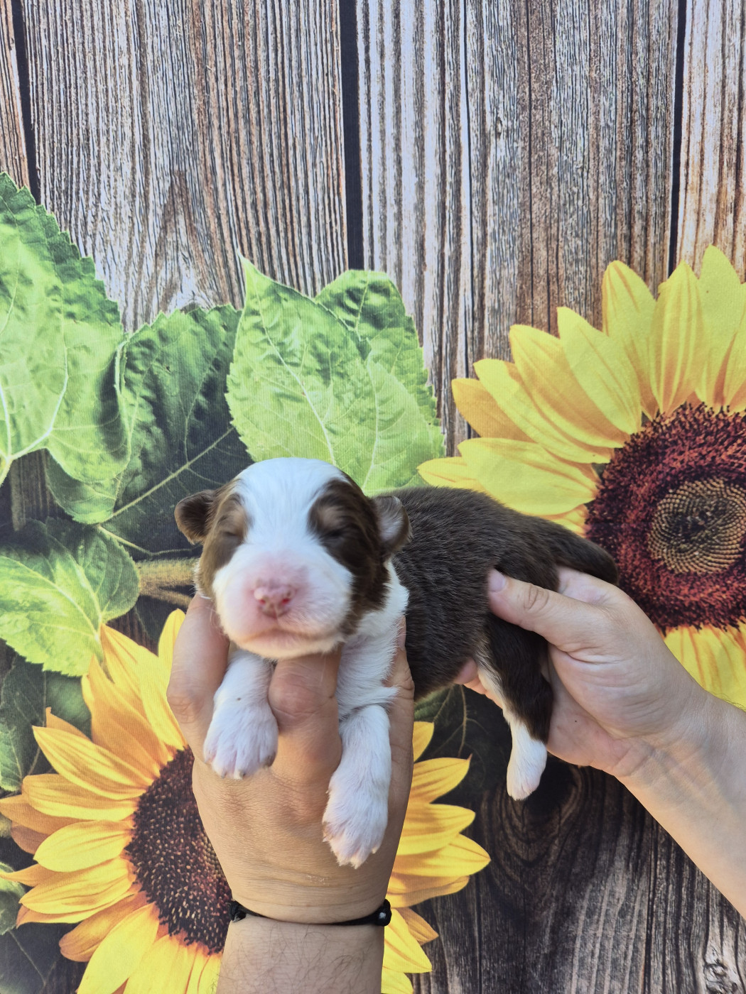 De La Combe Grande - Chiots disponibles - Berger Australien